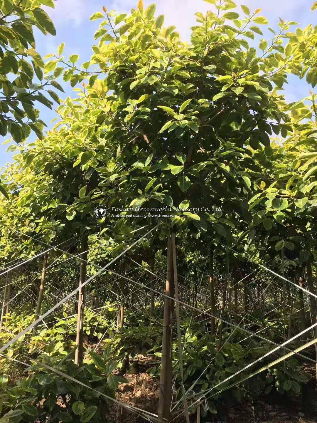 15 Ficus Altissima variegata